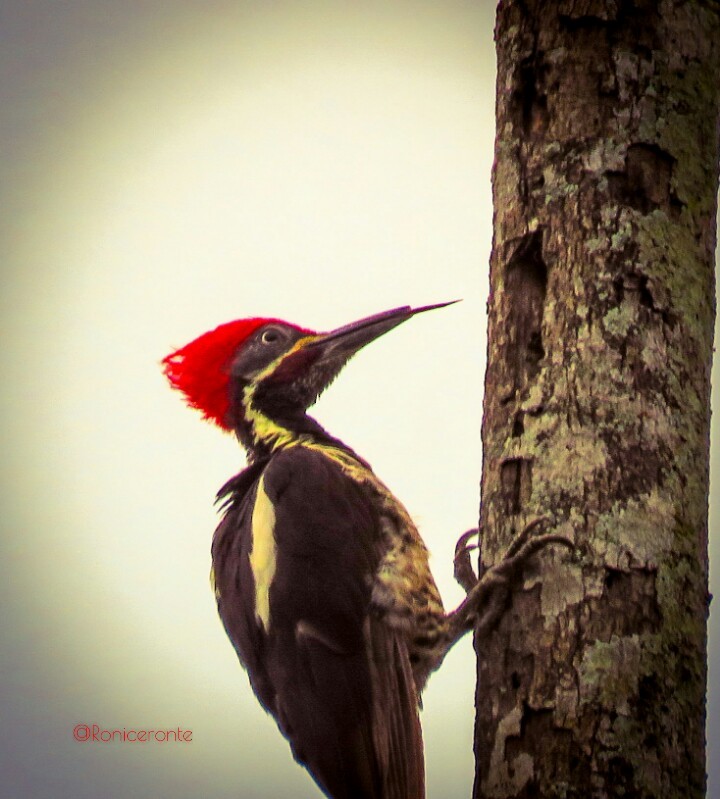 Lineated Woodpecker - Ronny Matamoros