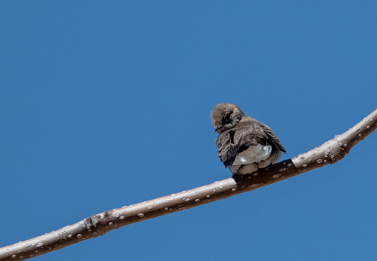 Northern Rough-winged Swallow - ML146901291