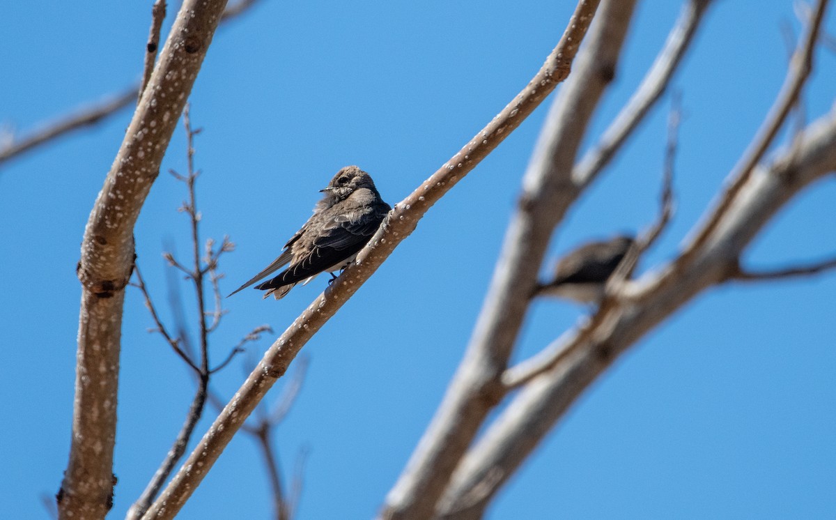 Northern Rough-winged Swallow - Greg Goodson