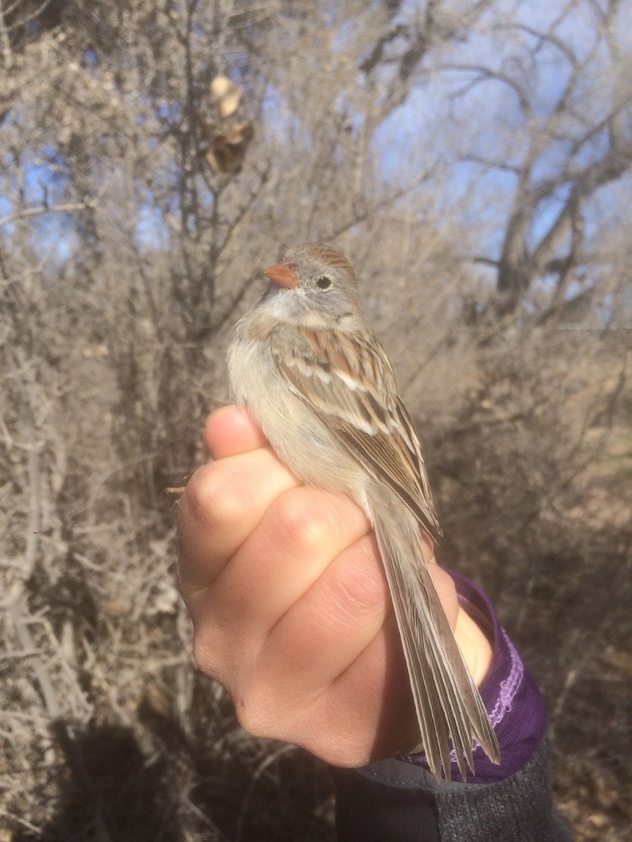 Field Sparrow - ML146902361