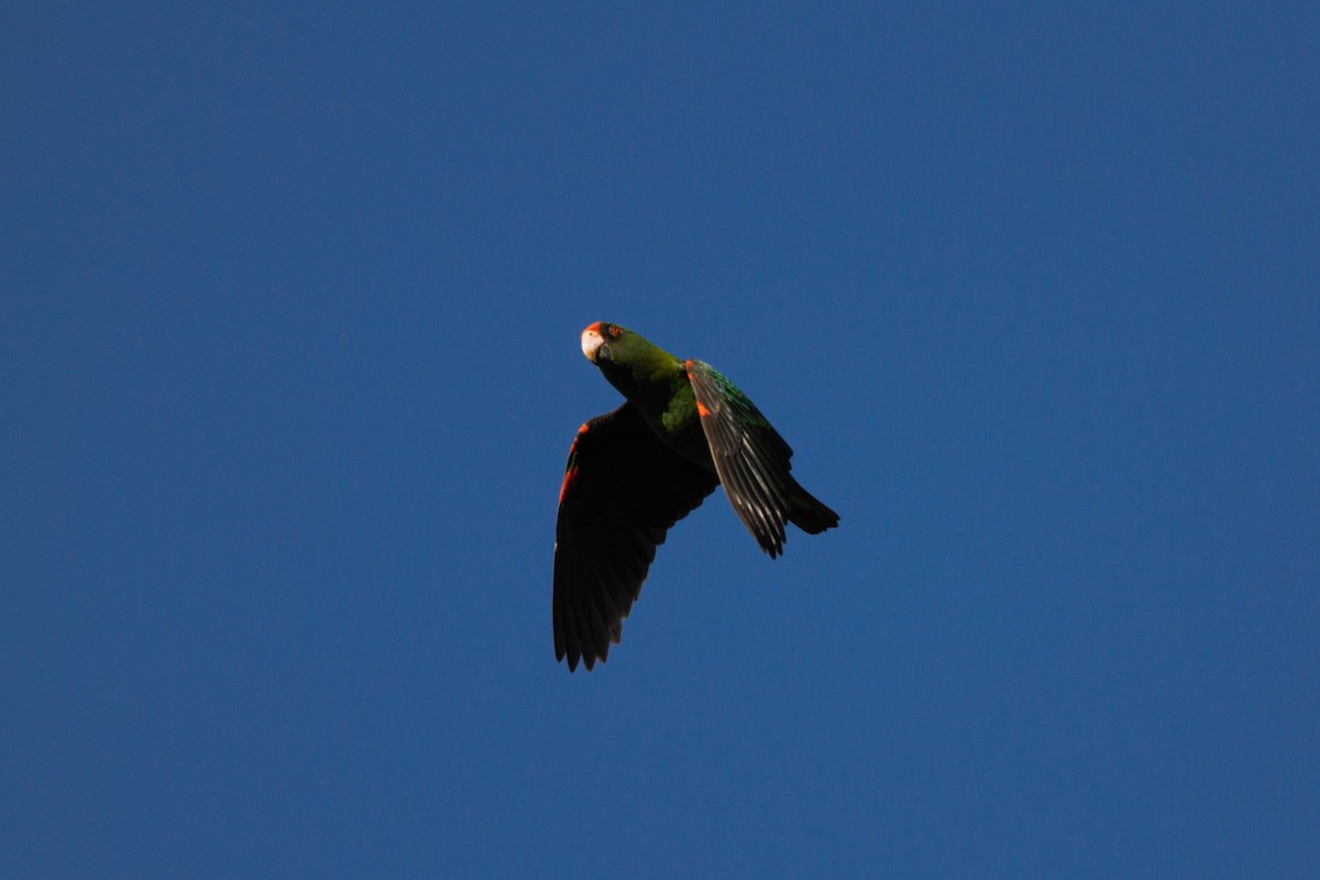 Red-fronted Parrot - ML146904371