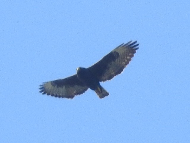 Short-tailed Hawk - Bob Lane