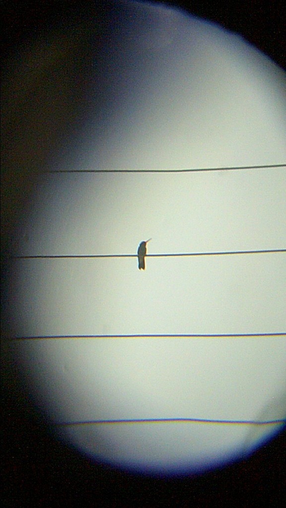 kolibřík širokozobý - ML146907301