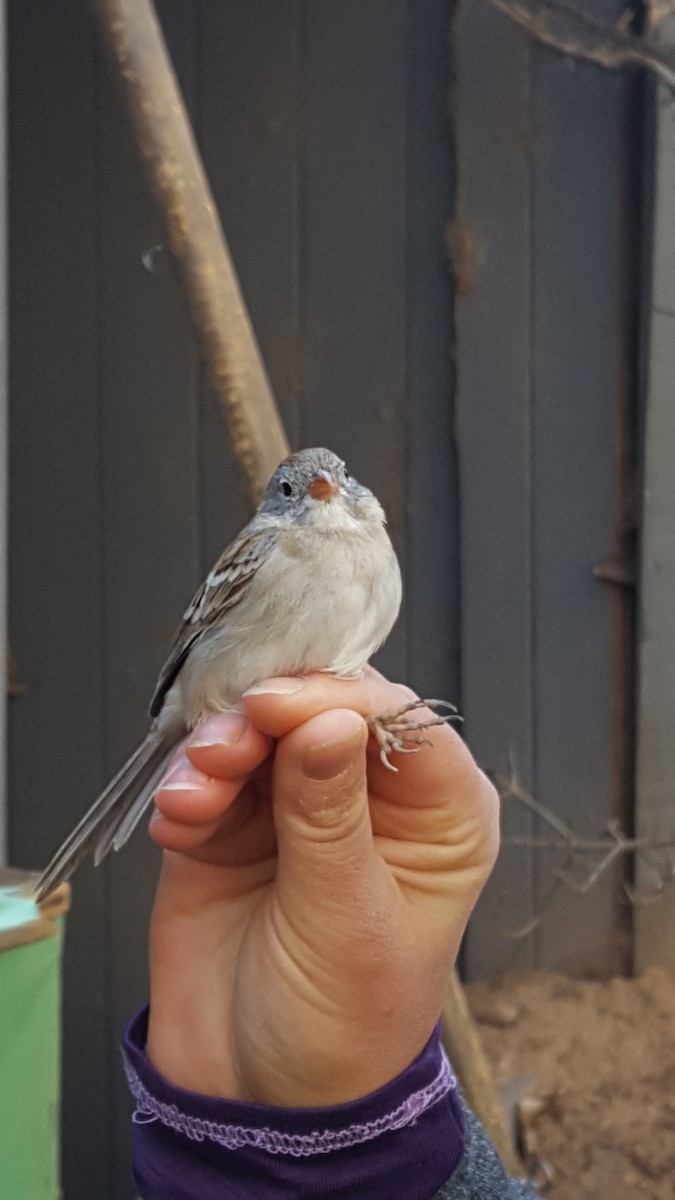 Field Sparrow - Nancy Cox