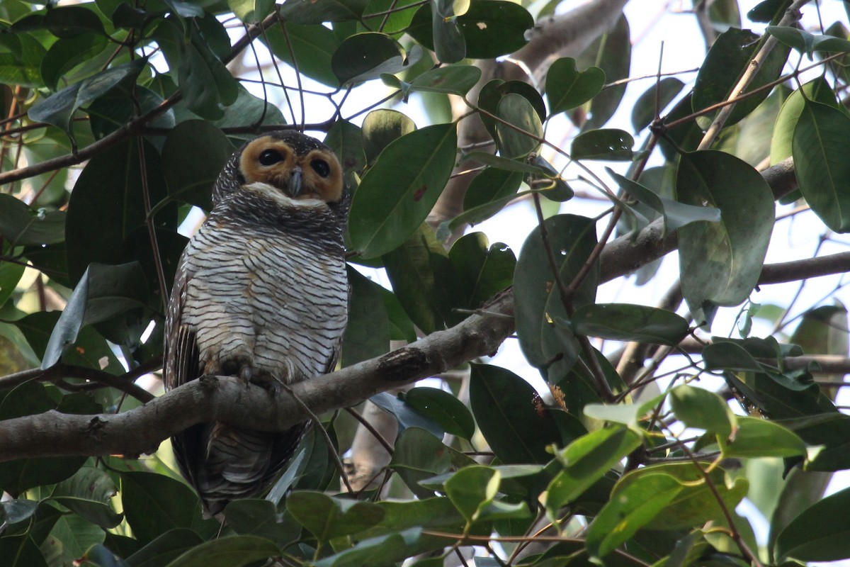 Spotted Wood-Owl - kensuke TANAKA