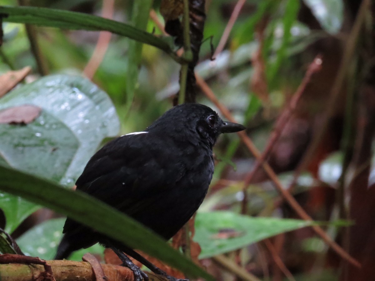 Stub-tailed Antbird - Juan carlos Hincapie consonni
