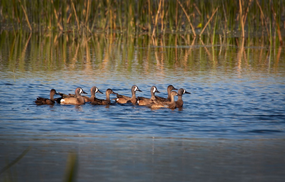 Blue-winged Teal - ML146912261