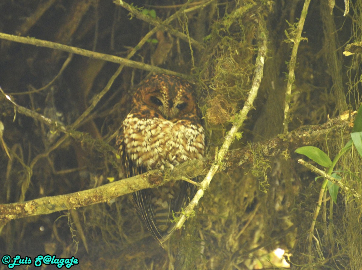 Rufous-banded Owl - Luis Alberto Salagaje Muela
