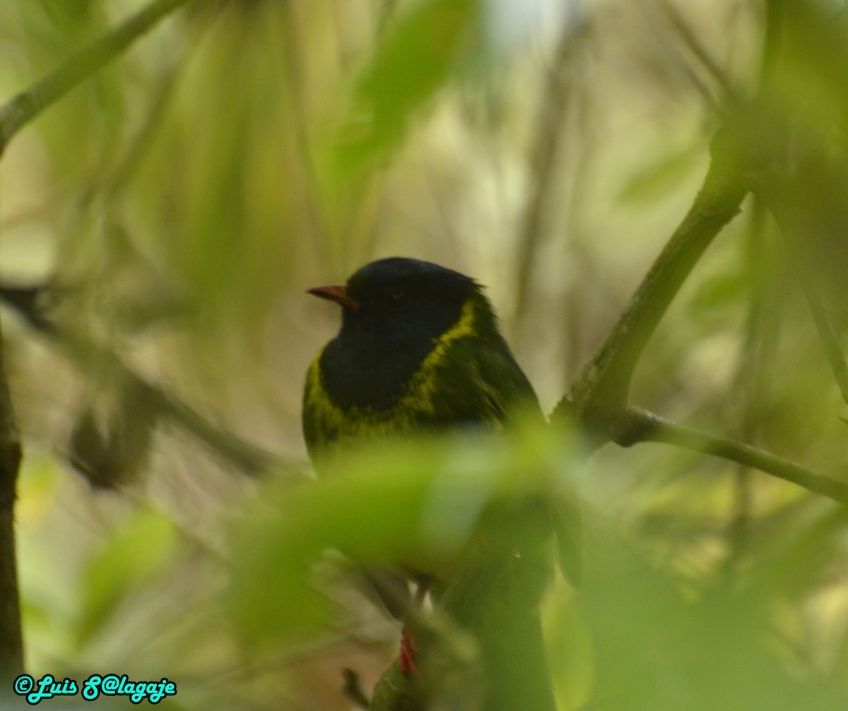Green-and-black Fruiteater - ML146914231