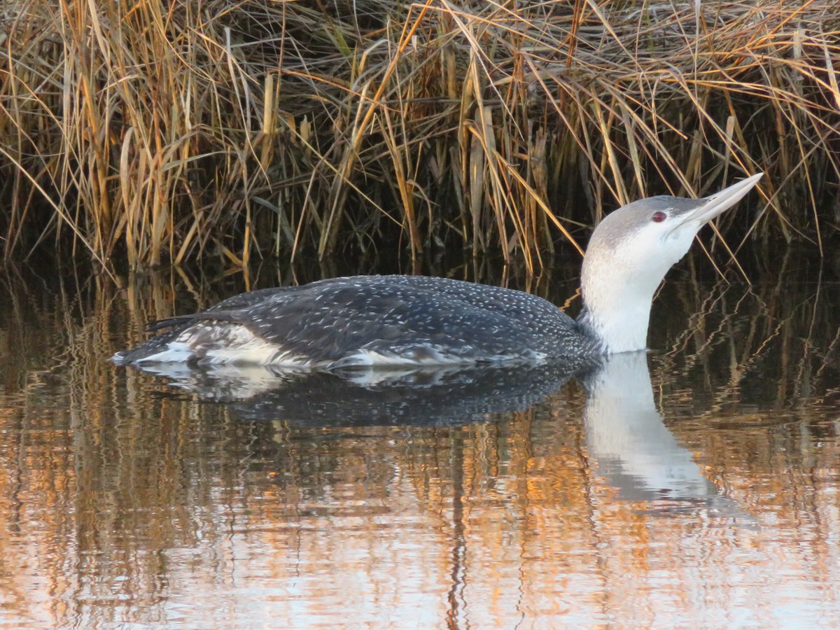 Red-throated Loon - Ursula  Mitra