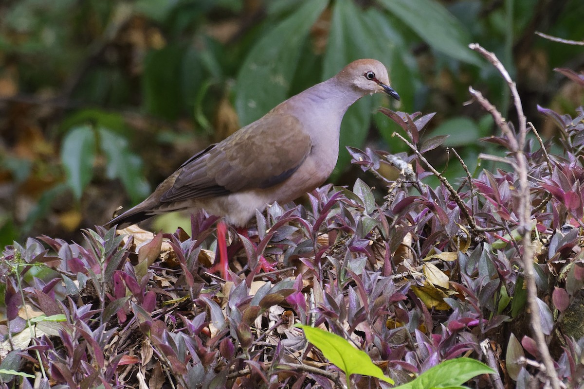 Gray-chested Dove - ML146918561
