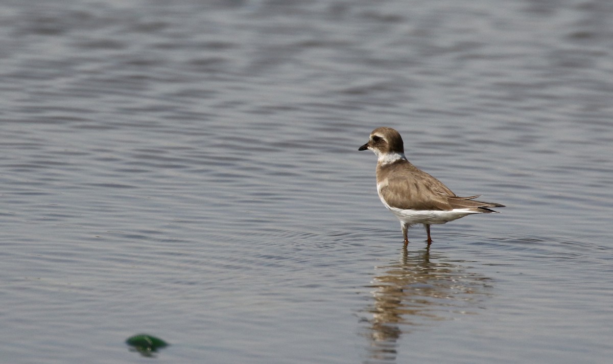 Common Ringed Plover - ML146921071