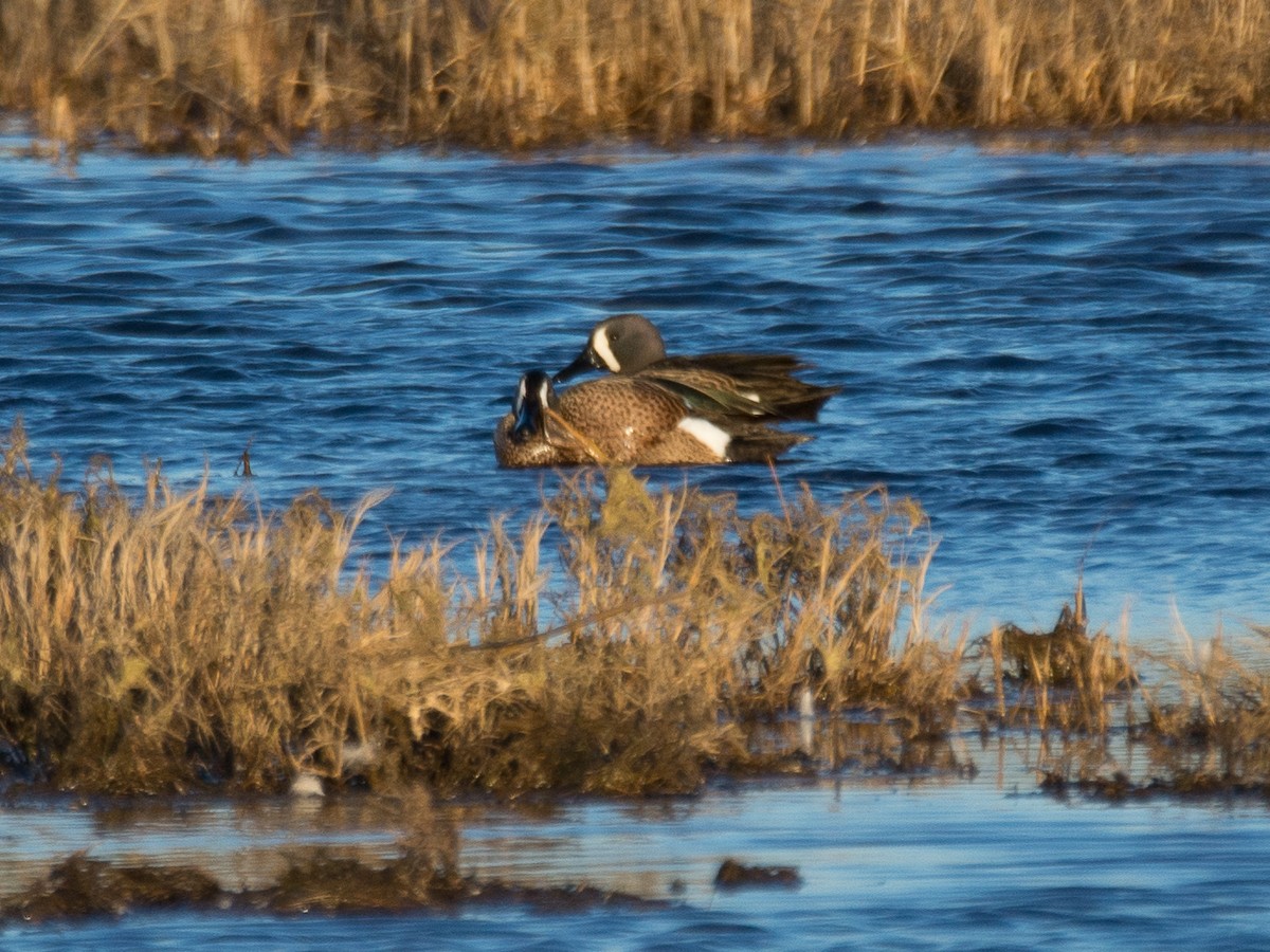 Blue-winged Teal - ML146922861