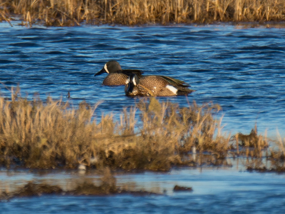 Blue-winged Teal - ML146922881