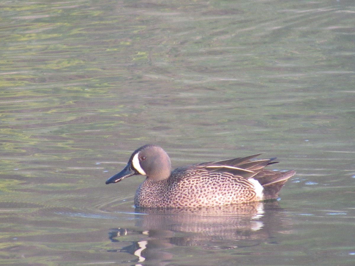 Blue-winged Teal - ML146925191