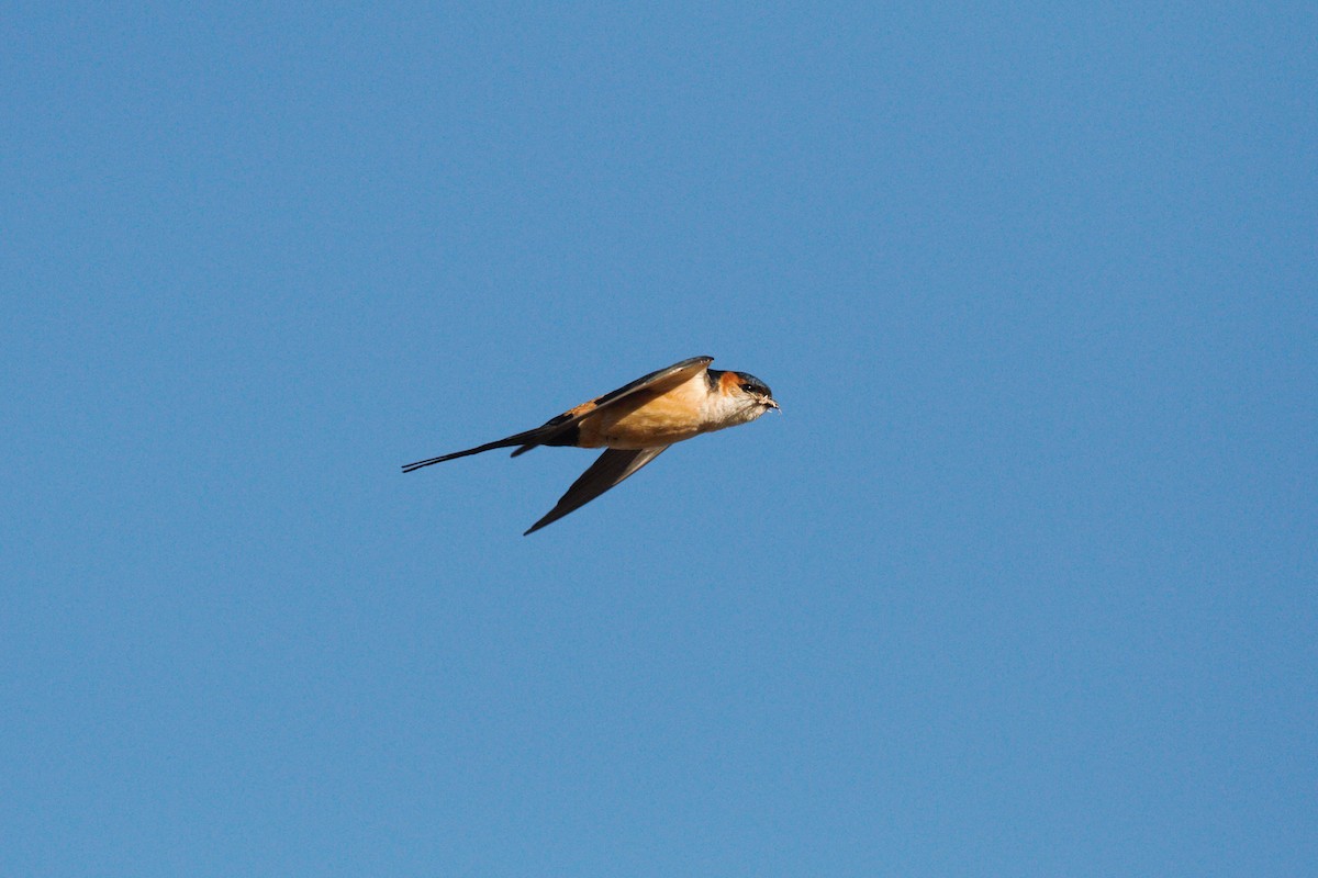 Red-rumped Swallow - Eric Hughes