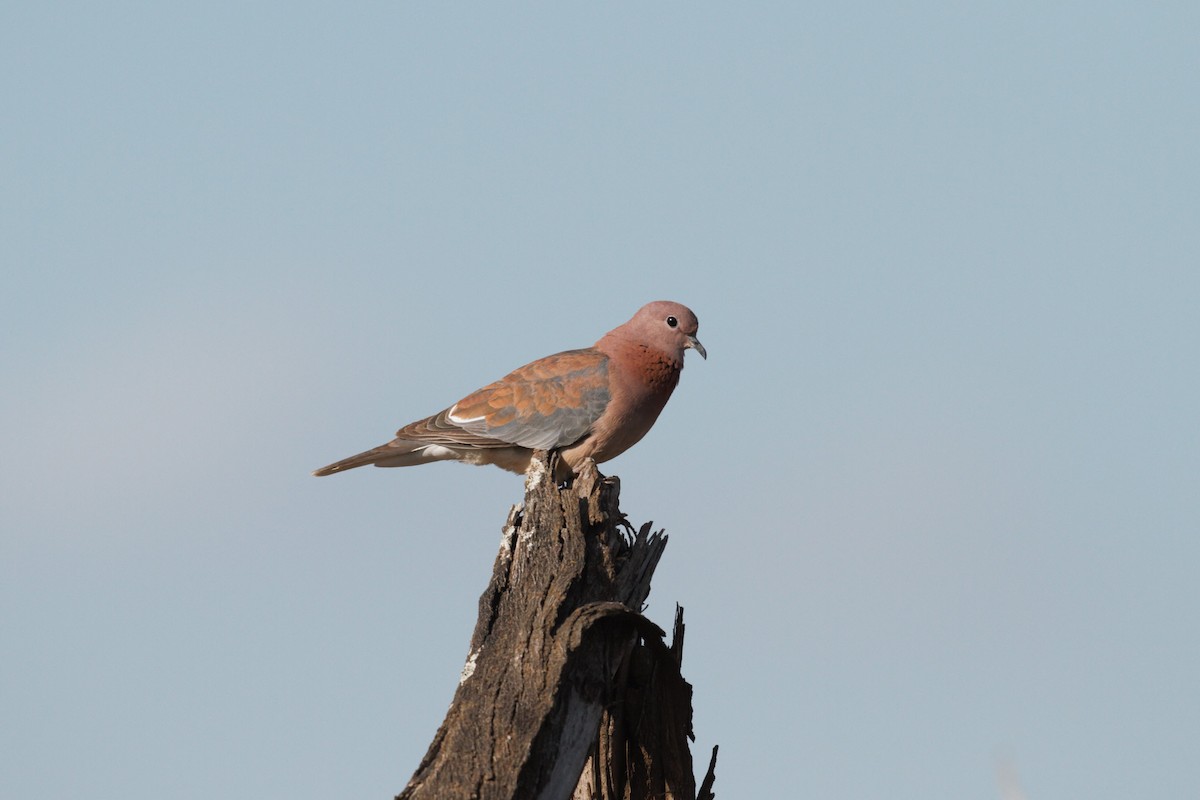 Laughing Dove - ML146927201