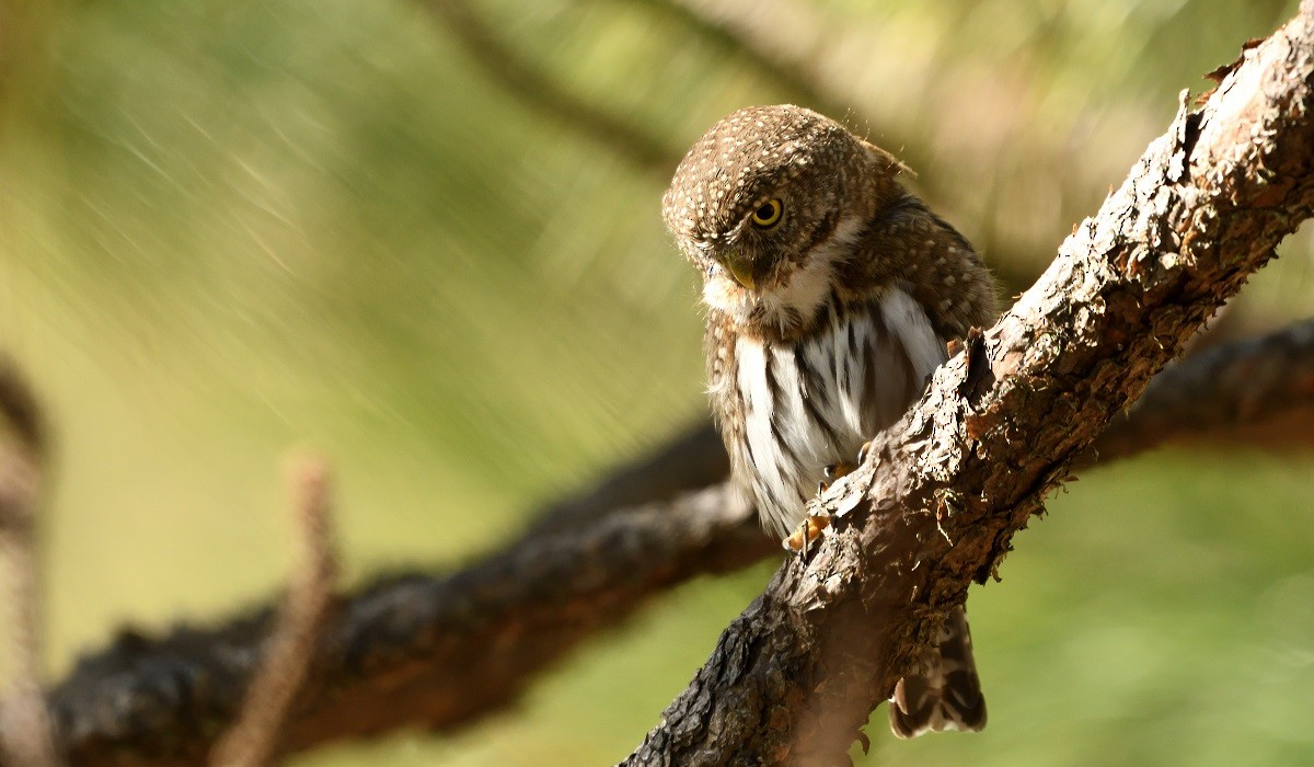 Northern Pygmy-Owl - ML146927621