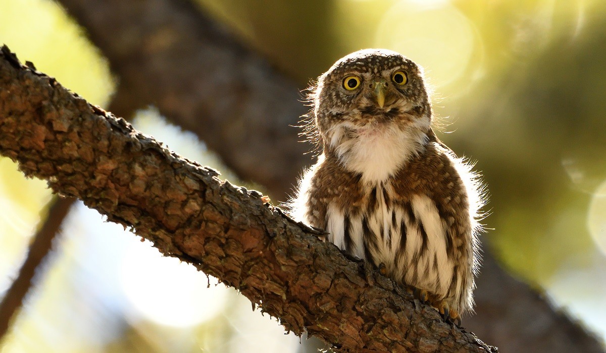 Northern Pygmy-Owl - Antonio Robles