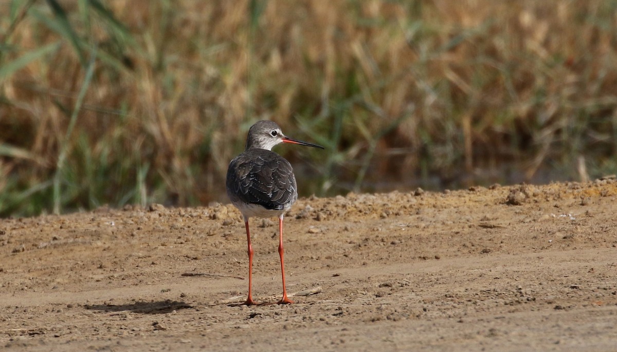 Spotted Redshank - ML146930221