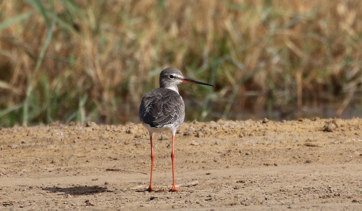 Spotted Redshank - Jay McGowan