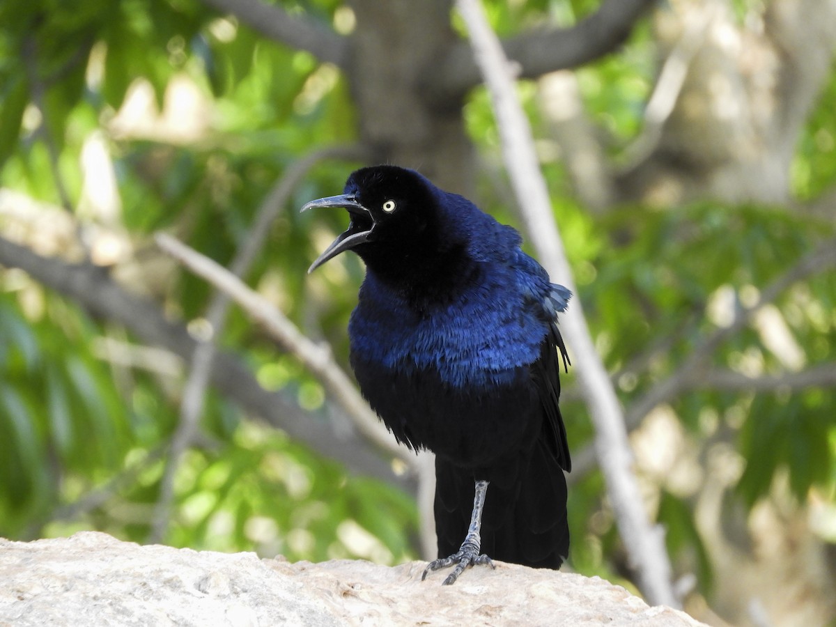 Great-tailed Grackle (Great-tailed) - ML146930671