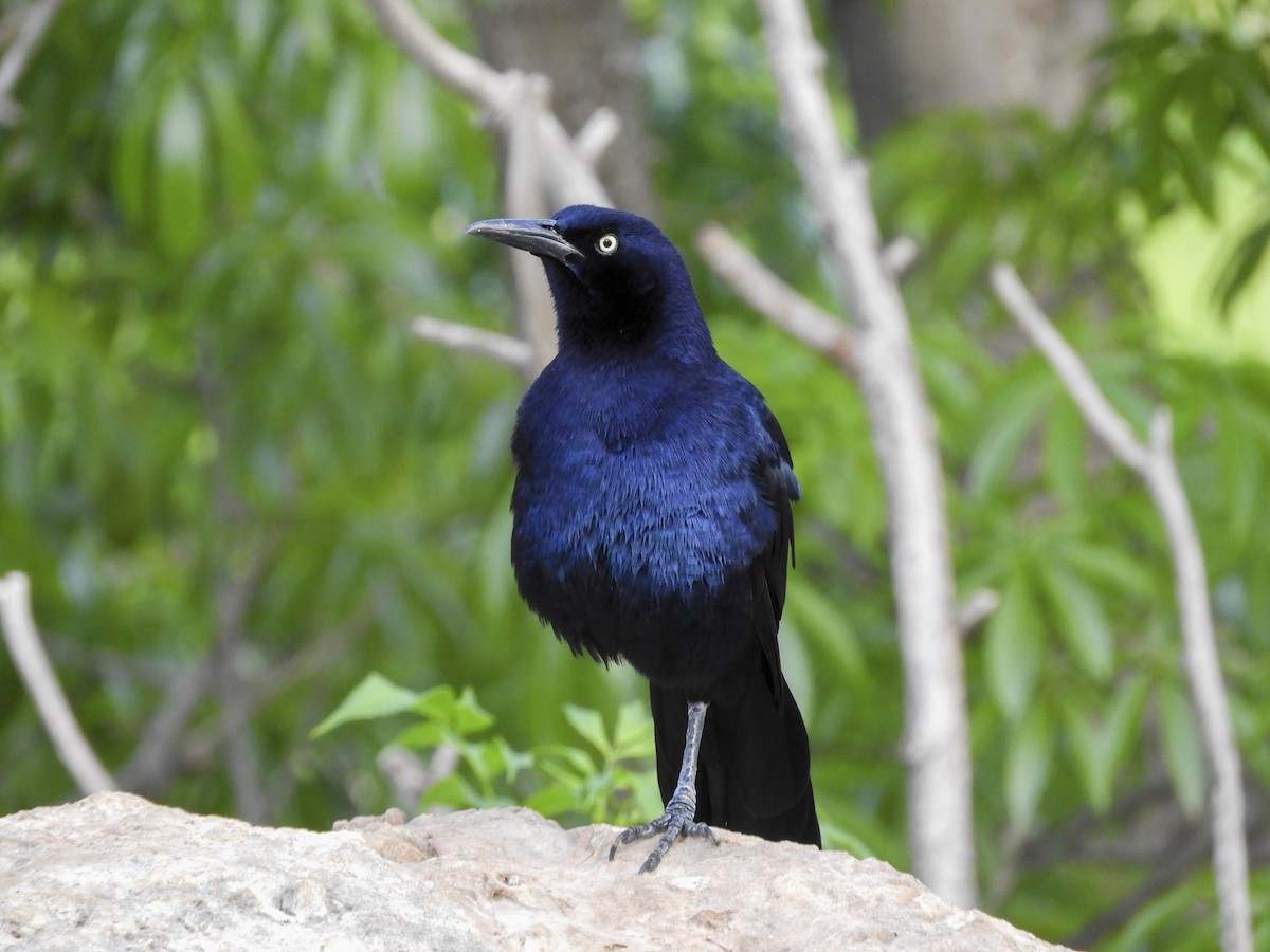 Great-tailed Grackle (Great-tailed) - Luis Trinchan