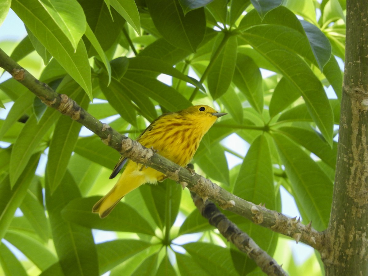 Yellow Warbler (Northern) - ML146931051