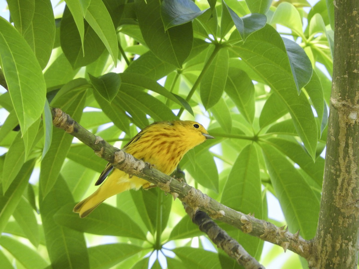 Yellow Warbler (Northern) - Luis Trinchan