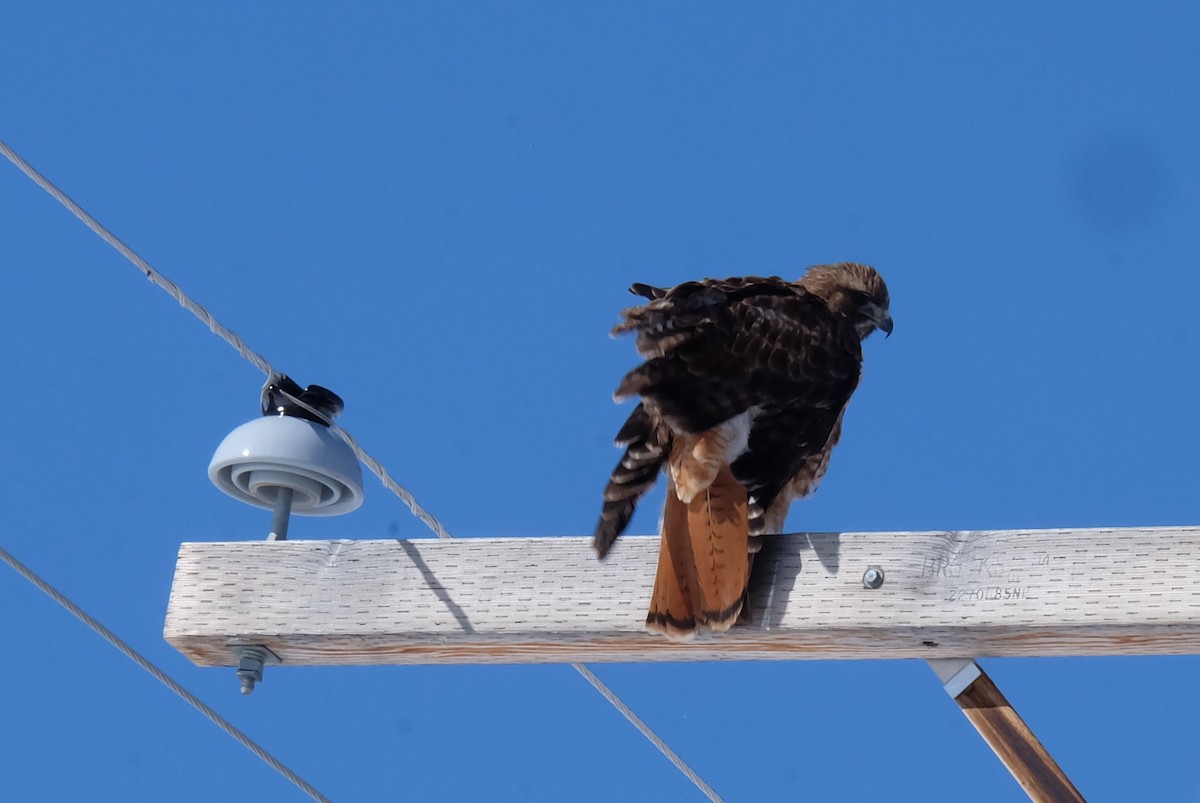Red-tailed Hawk - ML146931561