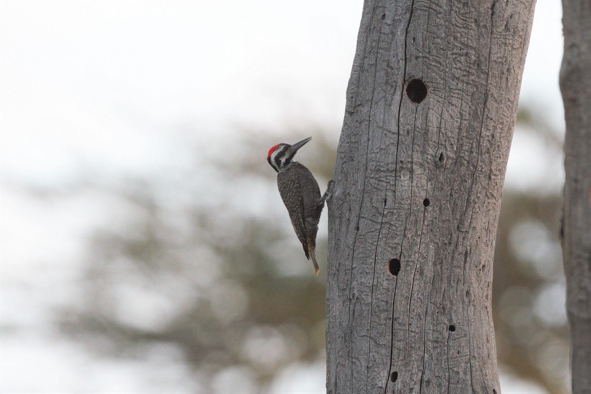 Bearded Woodpecker - Eric Hughes