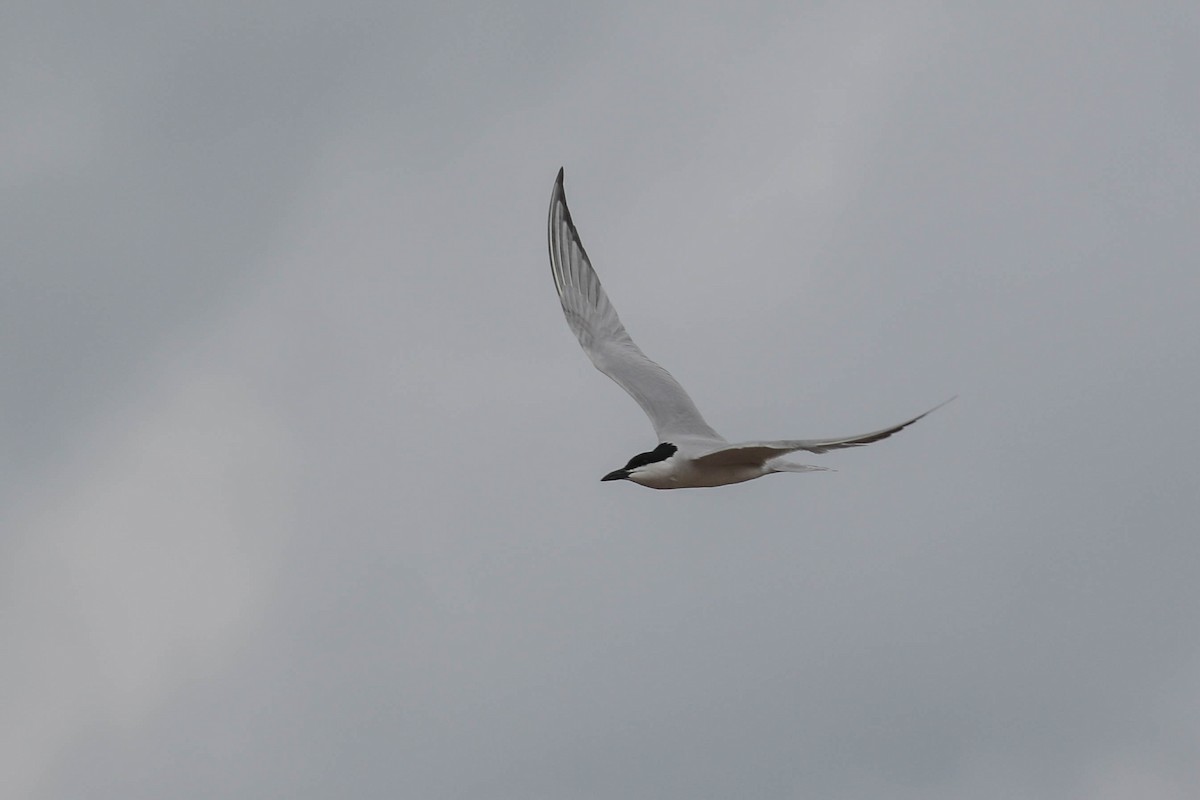 Gull-billed Tern - Peggy Rudman