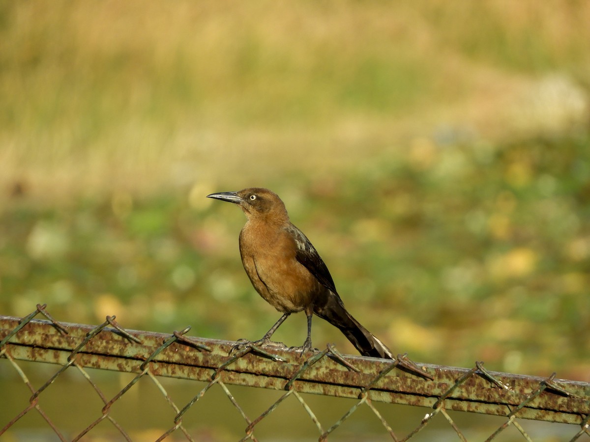 Great-tailed Grackle (Great-tailed) - ML146933241