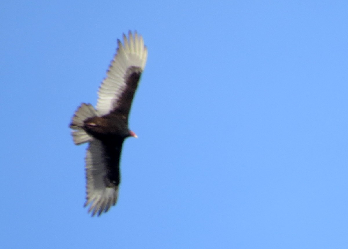 Turkey Vulture - ML146933571