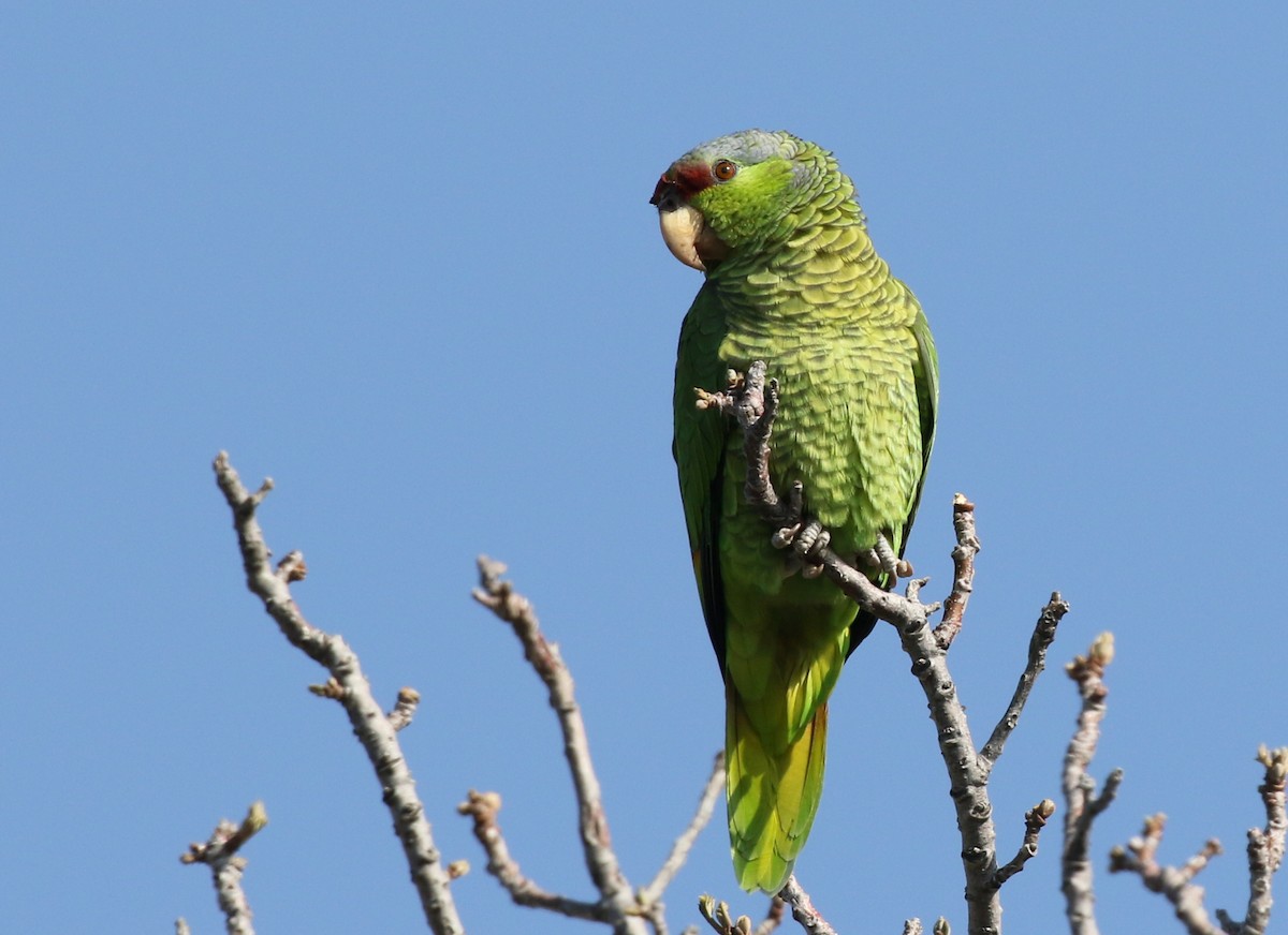 Lilac-crowned Parrot - Matthew Grube