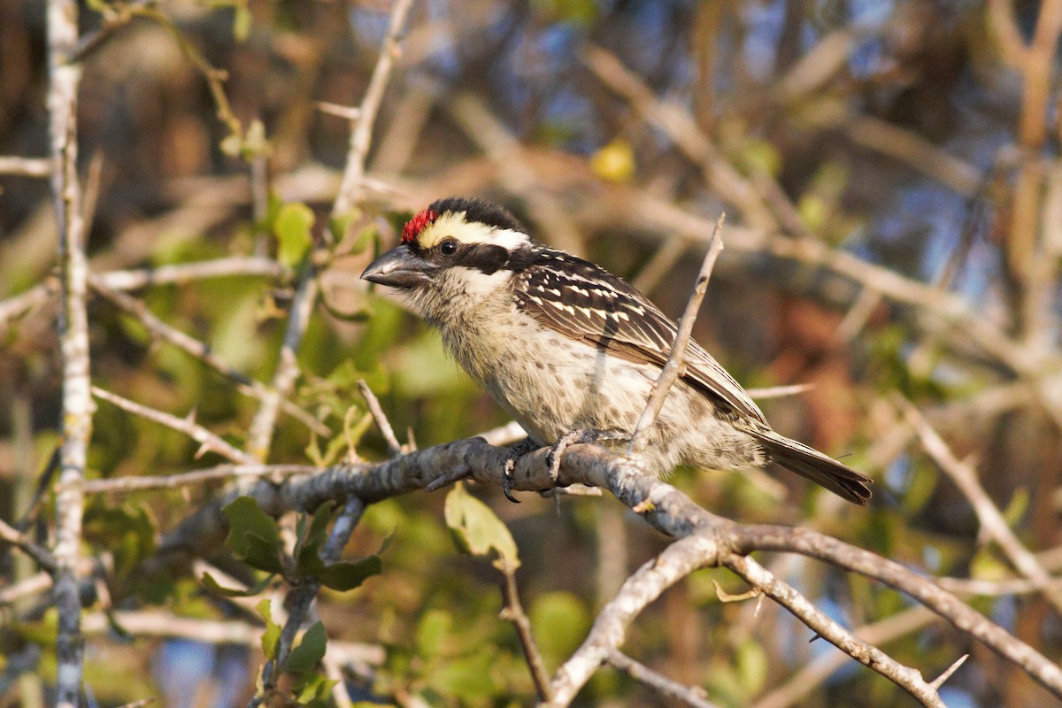 Red-fronted Barbet - Eric Hughes
