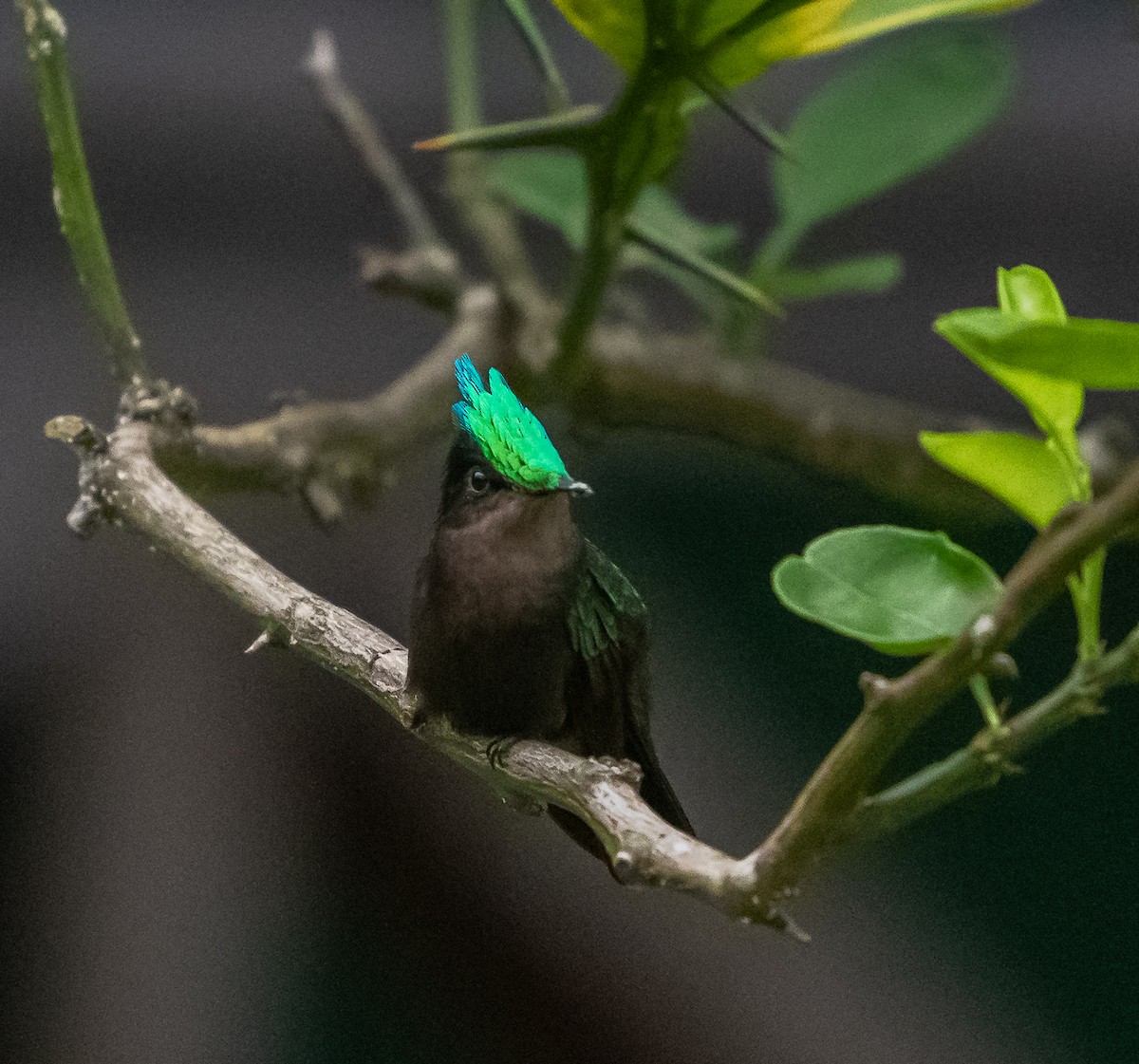 Antillean Crested Hummingbird - Marc Regnier