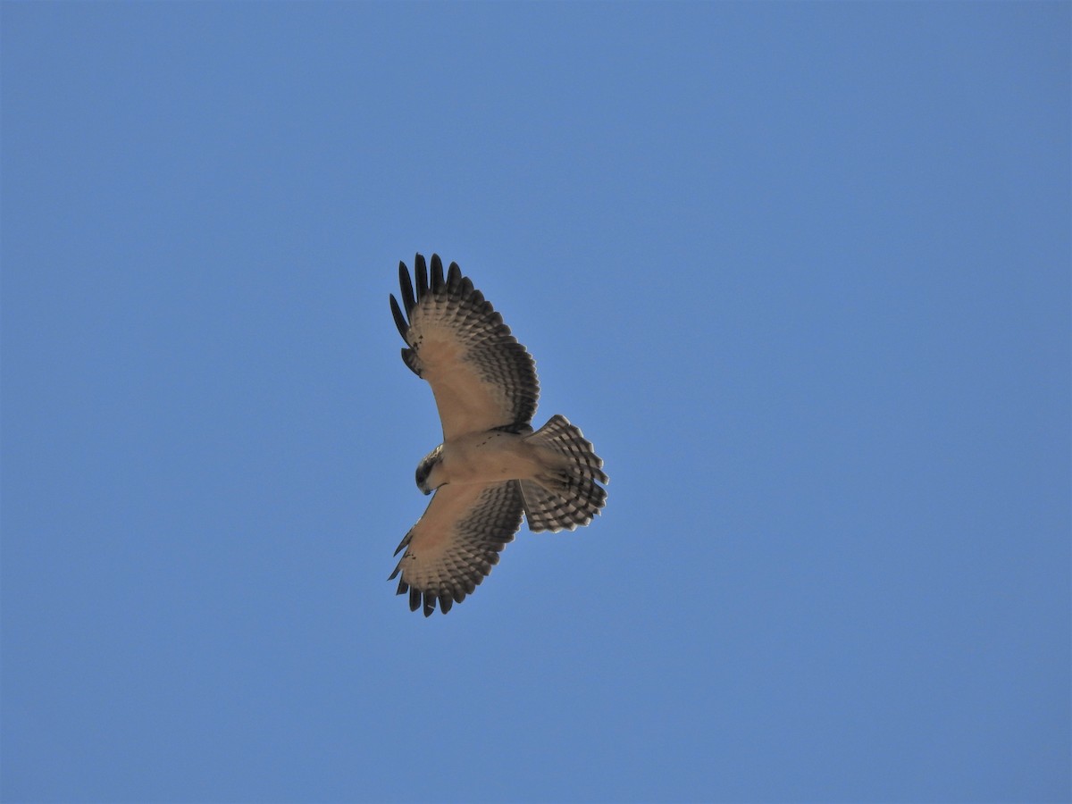 Short-tailed Hawk - Joana De Rivero