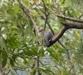 Scaly-naped Pigeon, ML146939831