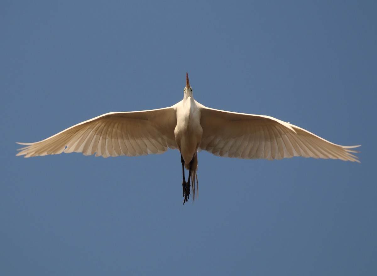 Great Egret (American) - Anuar López