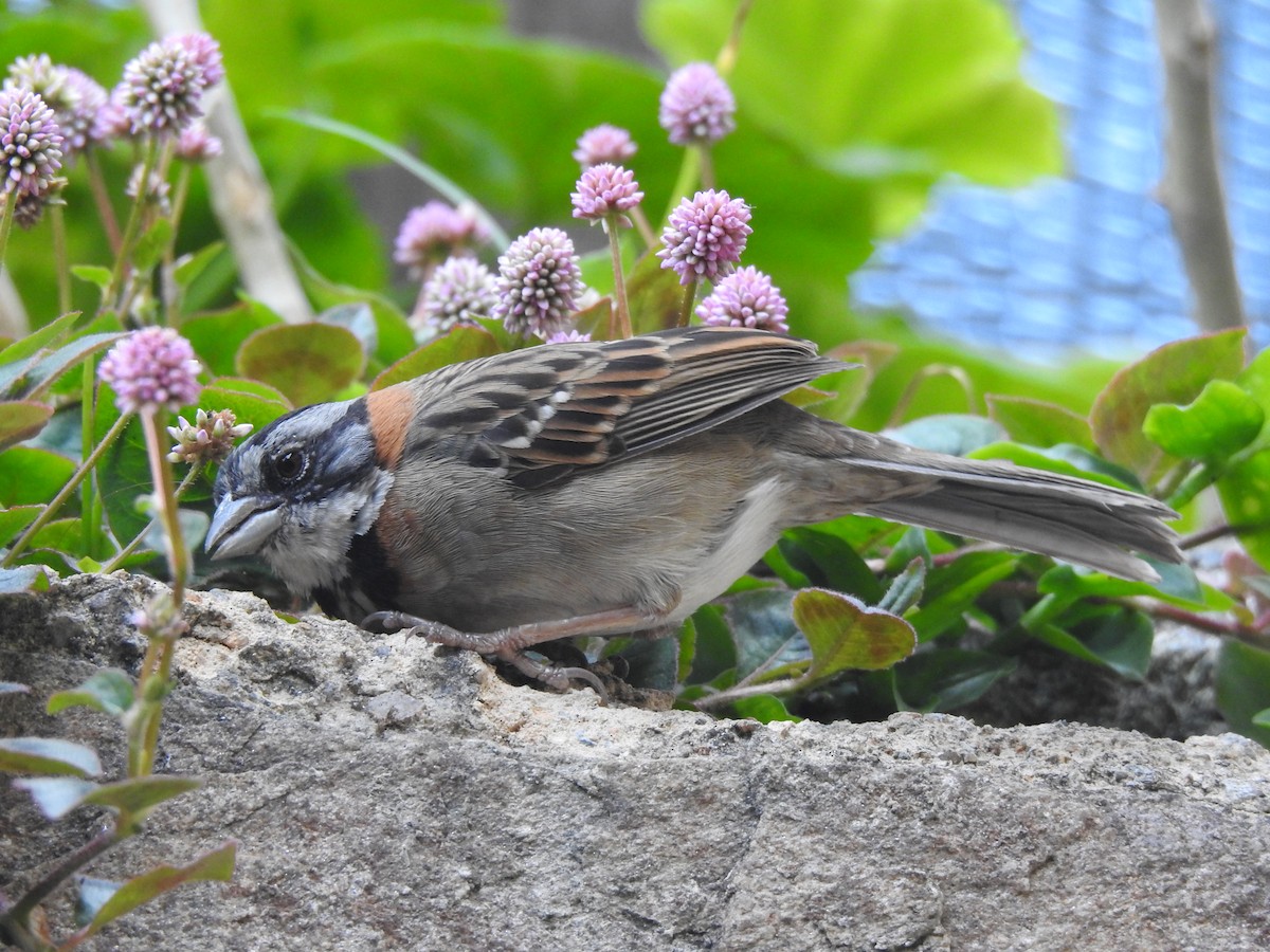 Rufous-collared Sparrow - Joana De Rivero