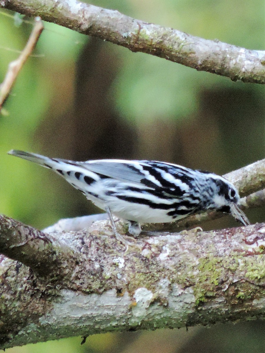 Black-and-white Warbler - ML146941651