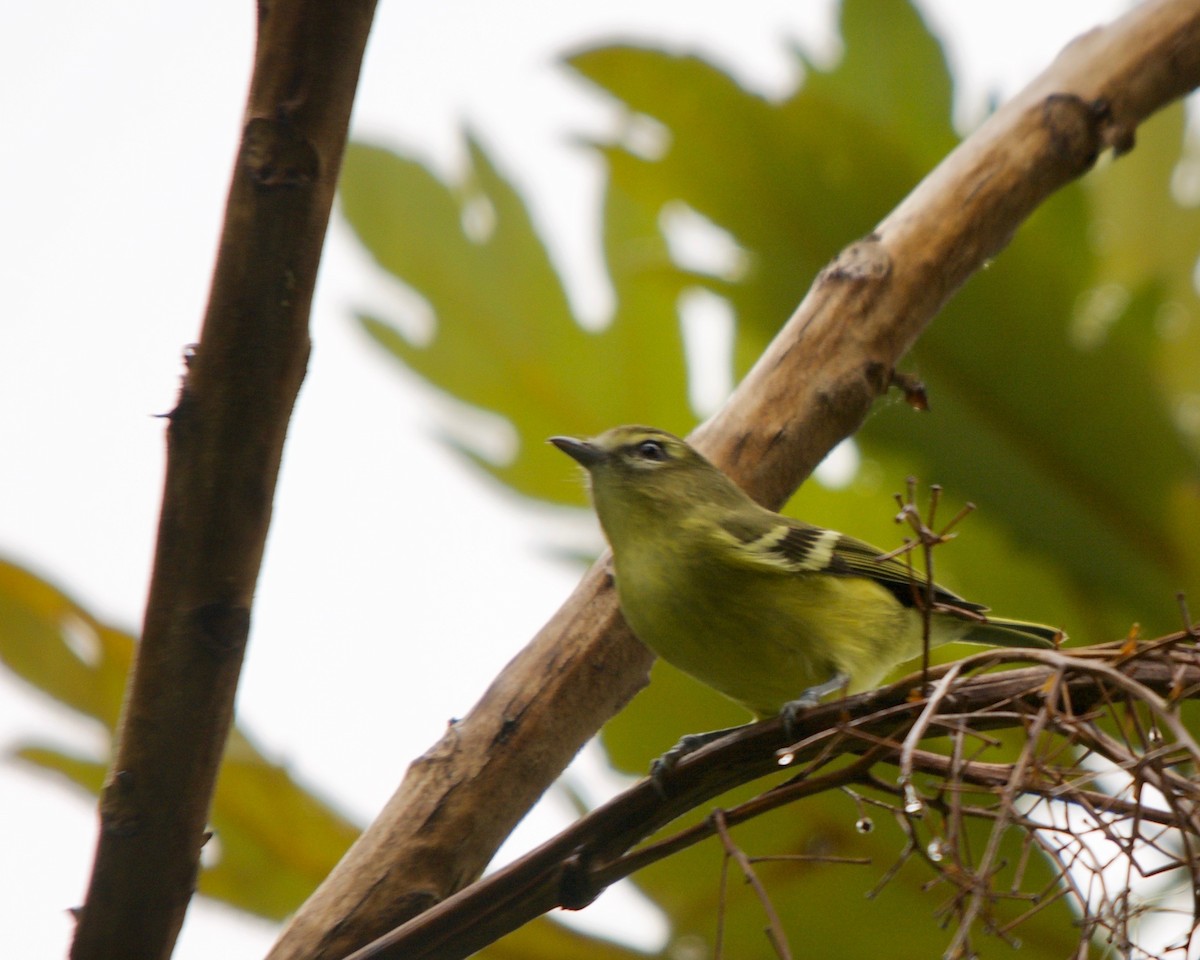 Yellow-winged Vireo - Larry Waddell