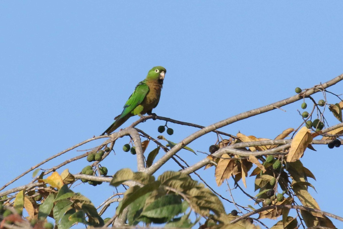 Olive-throated Parakeet (Aztec) - Michael O'Brien