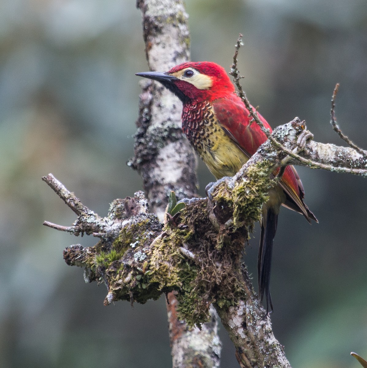 Crimson-mantled Woodpecker - Bradley Davis