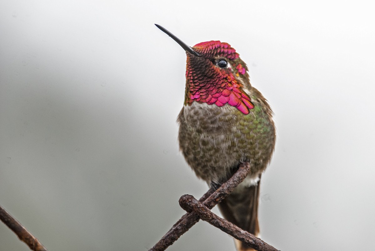 Anna's Hummingbird - Andrew Simon