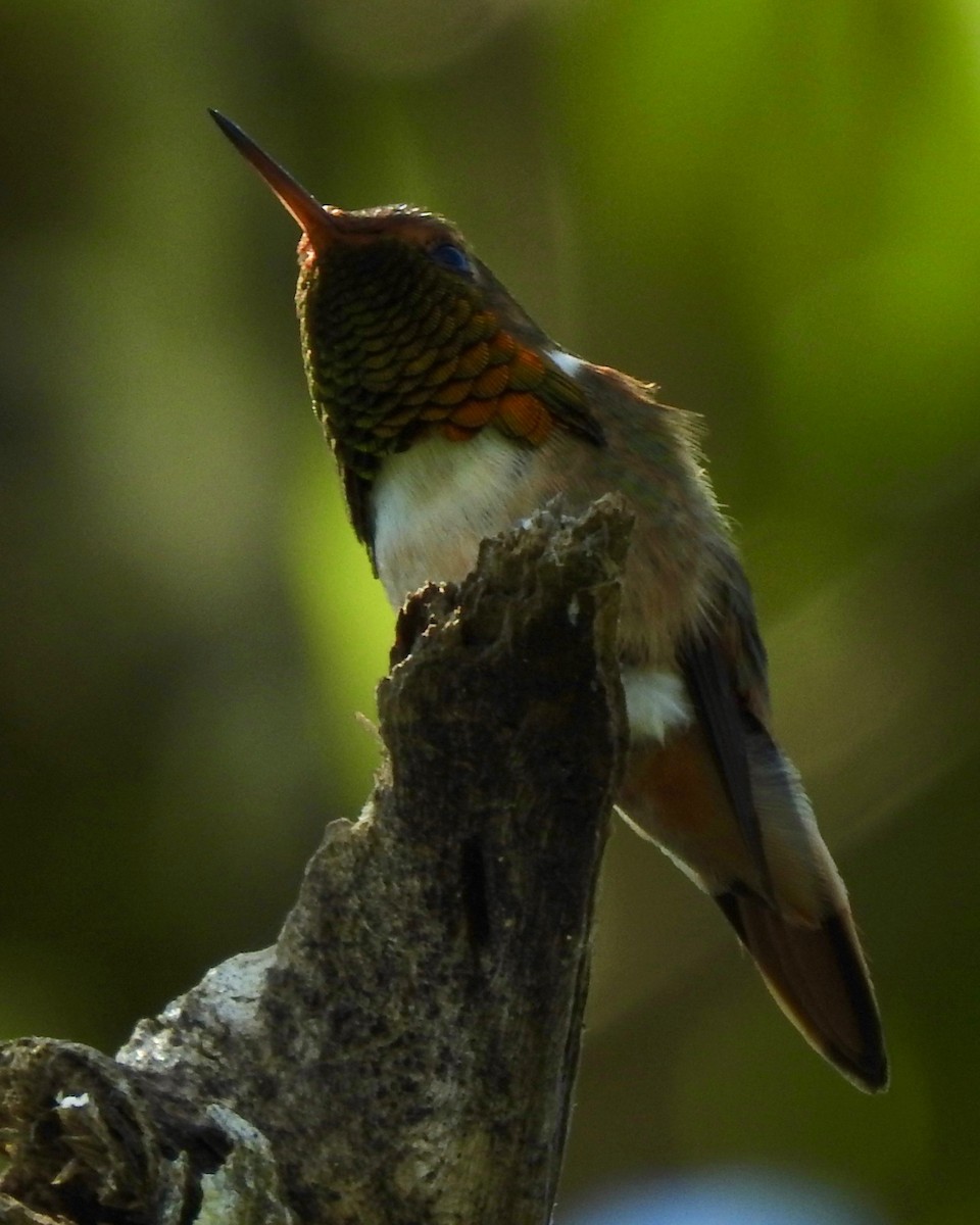 Scintillant Hummingbird - ML146949521