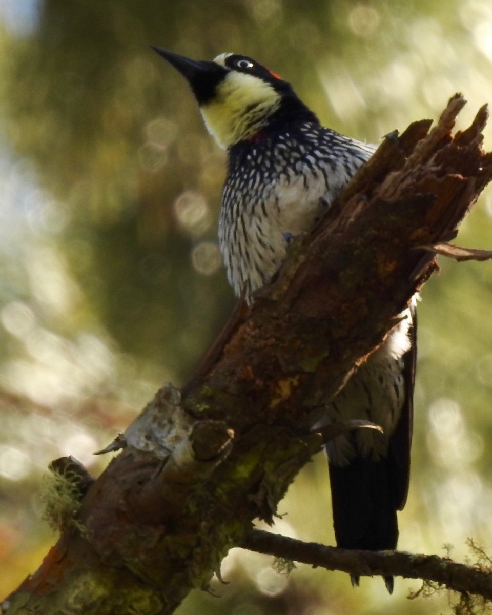 Acorn Woodpecker - ML146949691