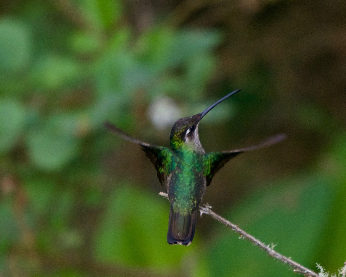 Talamanca Hummingbird - ML146950091
