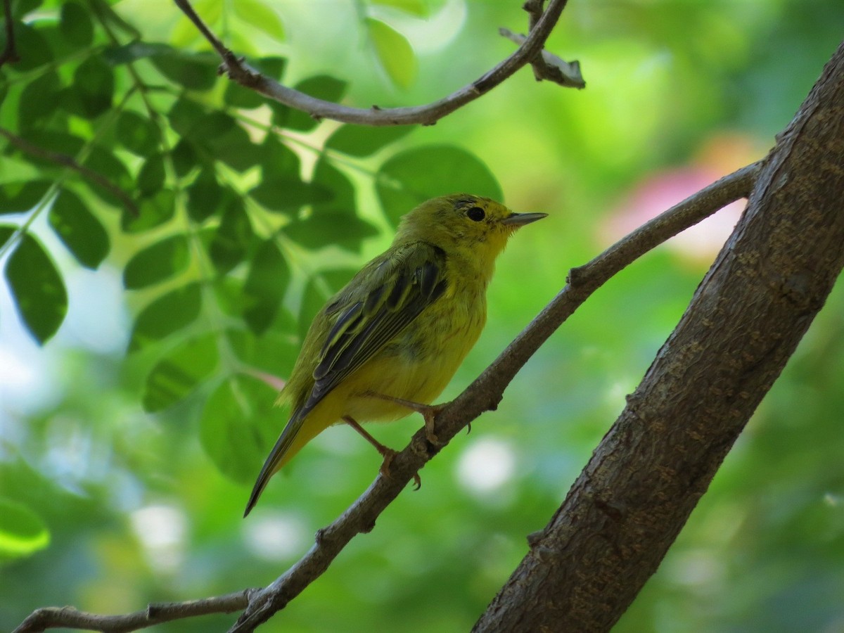 Yellow Warbler (Northern) - Dallas Levey